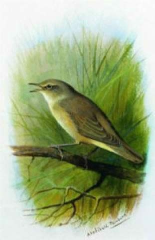 Archibald Thorburn Reed Warbler